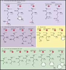 What Are The Characteristics Of Amino Acids Quora