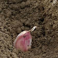 Image result for how to plant garlic seeds