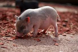 8 Facts About Teacup Pigs That Arent So Cute