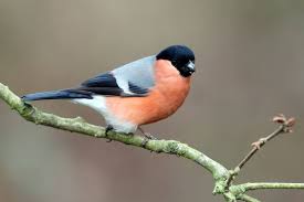 garden birds in ireland identification