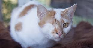 Other symptoms include eye pain, squinting, redness, and sometimes discharge. Eye Removal Enucleation In Cats Pdsa