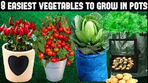 top 8 easy to grow vegetables for