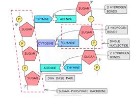 1 5 nucleic acids flashcards quizlet