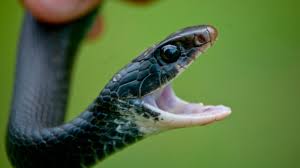snake i d louisiana s snakes