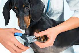 trim your pet s nails