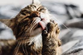 If your cat is sneezing a lot, your veterinarian may initially suspect a cause based on a review of your cat's symptoms. Cat Skin Conditions Natural Remedies Canna Pet