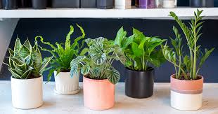 Indoor Houseplants You Can T Kill