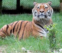 A color variation of the they have been reintroduced into existence in 1987. Raubkatzen Bengaltiger