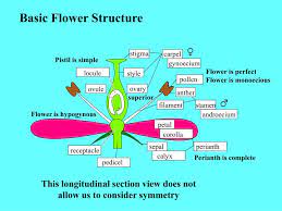 ppt basic flower structure powerpoint