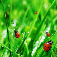 ladybugs