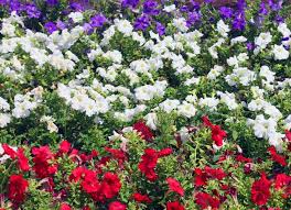 Red White And Blue Flower Garden