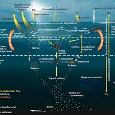 the ocean's biological pump