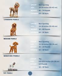 clifying diffe types of poodles