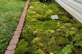 Moss Gardening How To Plant