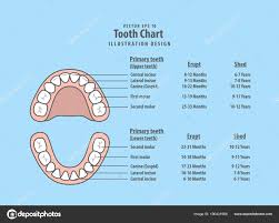 Tooth Chart Primary Teeth With Erupt Shed Illustration