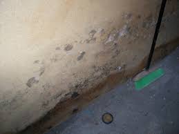 Mold On Drywall How To Remove Mold