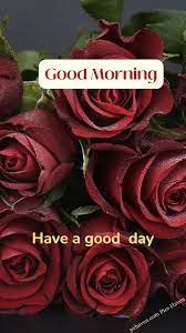 good morning rose images pics haven