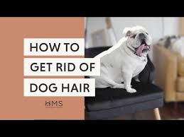 How To Remove Dog Hair From Everywhere