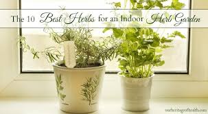 10 Best Herbs For An Indoor Herb Garden