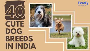 40 cute dog breeds in india