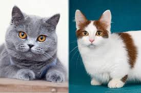 munchkin british shorthair cat mix