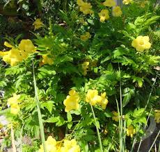 Yellow Elder Tecoma Stans Tropical