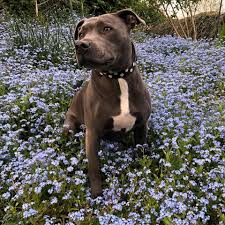 Acceptable colors include red, fawn, white, black, any shade of brindle, and blue, with or without white. Owning A Staffordshire Bull Terrier Guide Barking Mad Uk