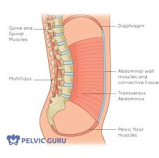 3 posture and the pelvic floor well