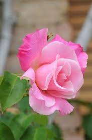 Beautiful Flowers Beautiful Pink Roses