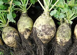the mysterious rutabaga why you should