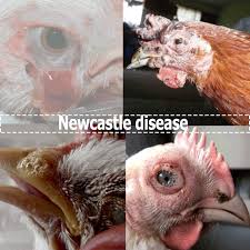Check spelling or type a new query. Newcastle Disease Symptoms Causes Treatment