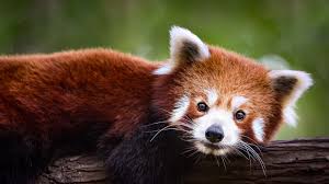 red pandas are not the lesser pandas