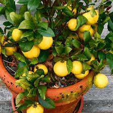 Lemon Tree Van Zyverden