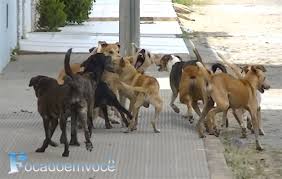 Vídeo de uma briga de cachorros por uma cadela | .: Focado em Você :.