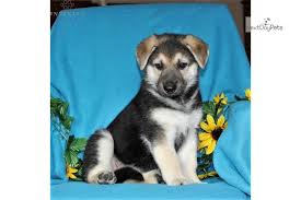 Find the perfect puppies in florida (fl)! Gerberian Shepsky Puppies For Sale Craigslist Novocom Top