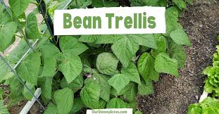 growing beans on a trellis in your