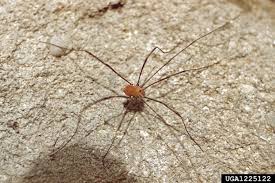 Common Spiders Of Missouri Identification Benefits And