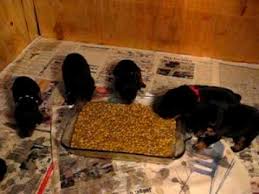 Rottweiler Puppies Attack Food Dish 3 1 2 Weeks Old