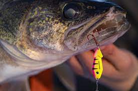 Best Walleye Spoons For Your Tackle Box