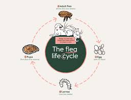 get rid of fleas on dogs and cats