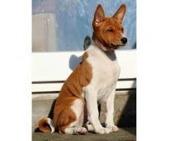 With their breeder, waiting for you! Basenji Puppy For Sale By Owner Puppies For Sale Near Me