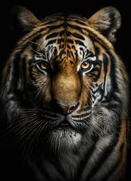 free tiger or lion portrait dark