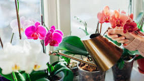 should-orchids-stay-in-plastic-pots