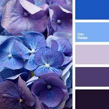 Color Palette 2555 Purple Color