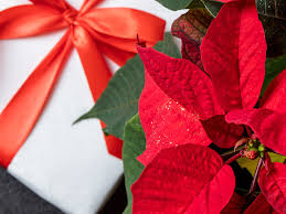 how to grow and care for poinsettia