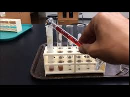 liver and catalase makeup lab video