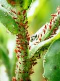 Why do aphids keep coming back?
