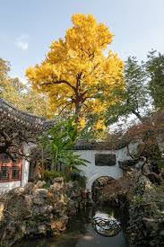 gingko trees add vigor to yuyuan garden