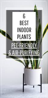 Best Indoor Plants To Purify The Air