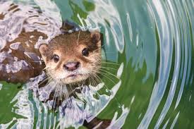 In this animalwised video, we talk about the lifestyle of these mammals, what types of otter exist and why. 16 Playful Facts About Otters Mental Floss
